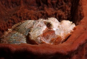 Komodo 2016 - Tasseled Scorpionfish - Poisson scorpion a houpe - Scorpaenopsis oxycephala - IMG_7031_rc
